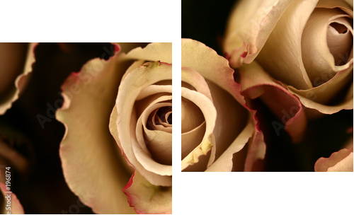 Kwiaty róży  w powiększeniu - Obraz dwuczęściowy, Dyptyk
