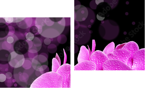 orchidea - Obraz dwuczęściowy, Dyptyk