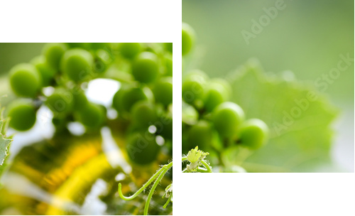 białe wino - Obraz dwuczęściowy, Dyptyk