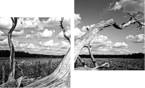 Prawa natury - powalone drzewo - Obraz dwuczęściowy, Dyptyk