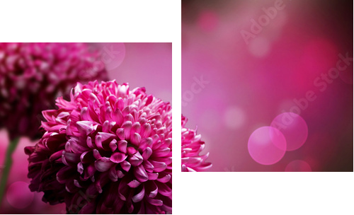 Projekt kwiat Dahlia Autumn. Z przestrzenią kopii - Obraz dwuczęściowy, Dyptyk