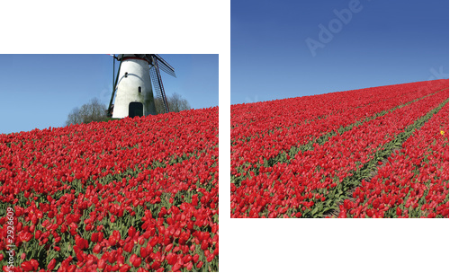 holenderski młyn i czerwone tulipany - Obraz dwuczęściowy, Dyptyk