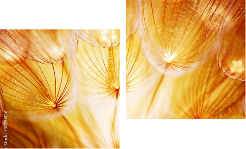 Miękki dandelion kwiat - Obraz dwuczęściowy, Dyptyk