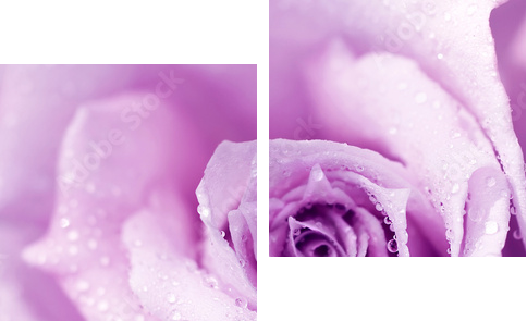 Purpurowy mokry różany tło - Obraz dwuczęściowy, Dyptyk