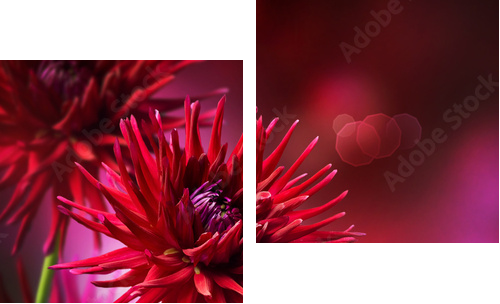 Dahlia Jesienny projekt kwiatu - Obraz dwuczęściowy, Dyptyk
