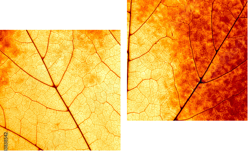 Jesienny tło - makro kolorowy liść klonowy - Obraz dwuczęściowy, Dyptyk