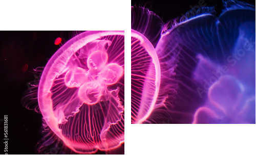 Piękne meduzy dryfujące w akwarium Sea Life Aquarium w Sydney w Australii - Obraz dwuczęściowy, Dyptyk