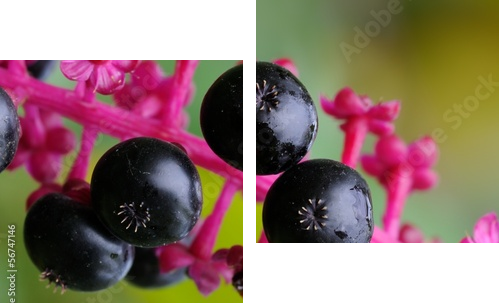 Phytolacca americana - Obraz dwuczęściowy, Dyptyk