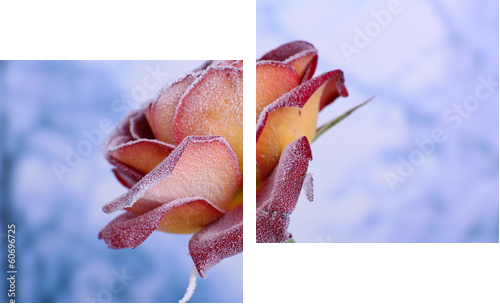 Rose pokryte szron z bliska - Obraz dwuczęściowy, Dyptyk
