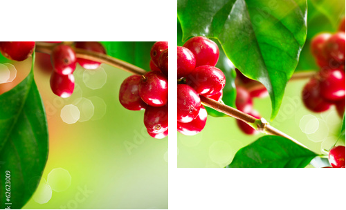 Plantacje kawy. Oddział drzewa kawy z dojrzałych fasoli - Obraz dwuczęściowy, Dyptyk