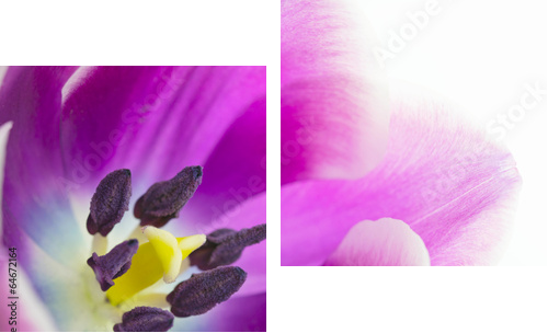 Makro- strzał tulipanowy okwitnięcie - Obraz dwuczęściowy, Dyptyk