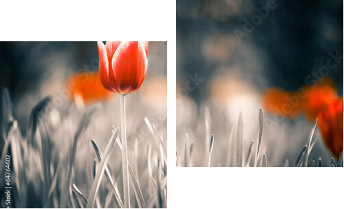 czerwony tulipan kwiat w ogrodzie wiosną - Obraz dwuczęściowy, Dyptyk