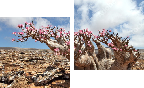 Butelka drzewo w rozkwicie - Adenium obesum - Obraz dwuczęściowy, Dyptyk