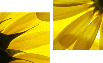 Żółte kwiaty w tle - Obraz dwuczęściowy, Dyptyk
