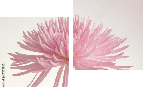 Różowa chryzantema odizolowywająca - Obraz dwuczęściowy, Dyptyk