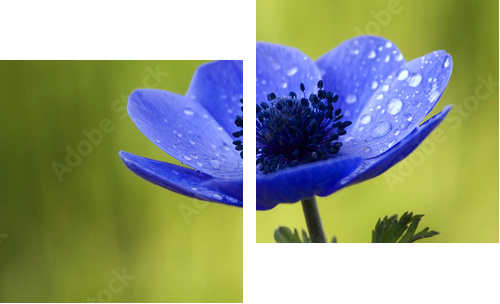 Błękitny Anemonowy kwiat z Waterdrops - Obraz dwuczęściowy, Dyptyk