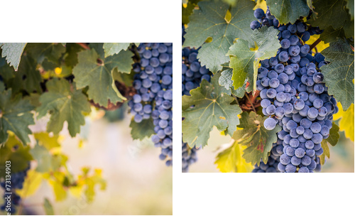 Winogrona na lato winorośli - Obraz dwuczęściowy, Dyptyk