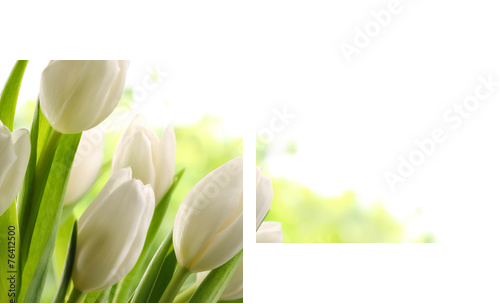 Białe tulipany - Obraz dwuczęściowy, Dyptyk