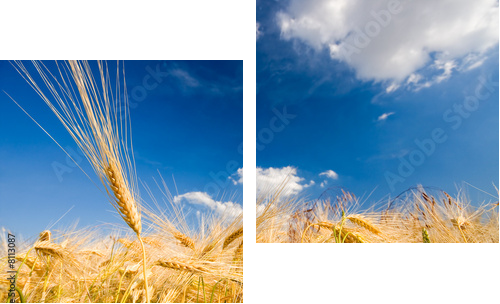 Złote kłosy zbóż - letni dzień - Obraz dwuczęściowy, Dyptyk