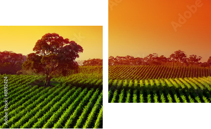 Piękny krajobraz winnicy z dużym gumowym drzewem - Obraz dwuczęściowy, Dyptyk