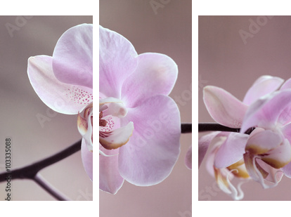 Storczyki - Orchidea - Obraz trzyczęściowy, Tryptyk