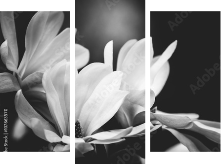kwiat magnolii na czarnym tle - Obraz trzyczęściowy, Tryptyk