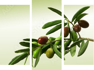 Gałąź oliwna - Obraz trzyczęściowy, Tryptyk