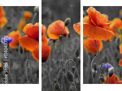 Panorama z nmakÃ³w polnych i kwiatÃ³w polnych - Obraz trzyczęściowy, Tryptyk