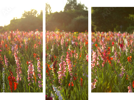 Gladiolus - Obraz trzyczęściowy, Tryptyk