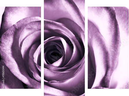 Fioletowa róża - Obraz trzyczęściowy, Tryptyk