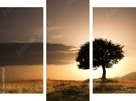 samotny dąb w złotym zachodzie słońca - Obraz trzyczęściowy, Tryptyk