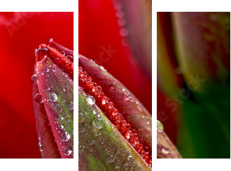 kropla wody na tulipana - Obraz trzyczęściowy, Tryptyk