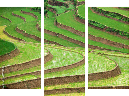 Tarasy ryżowe na zboczach gór - Obraz trzyczęściowy, Tryptyk