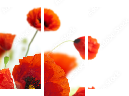 kwiatowy wzór, kwiaty ozdobne, granica maków - narożnik - Obraz trzyczęściowy, Tryptyk