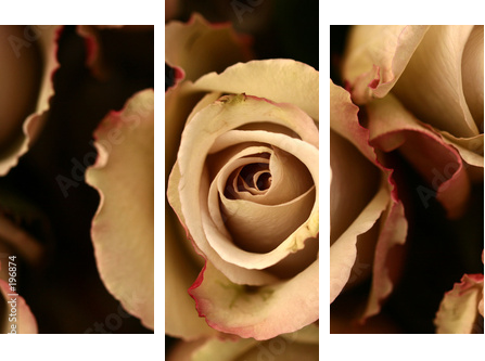 Kwiaty róży  w powiększeniu - Obraz trzyczęściowy, Tryptyk
