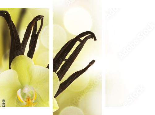 Wanilia - żółty kwiat  - Obraz trzyczęściowy, Tryptyk