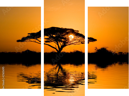 Drzewo akacji w promieniach słońca - Obraz trzyczęściowy, Tryptyk