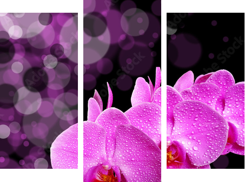 orchidea - Obraz trzyczęściowy, Tryptyk