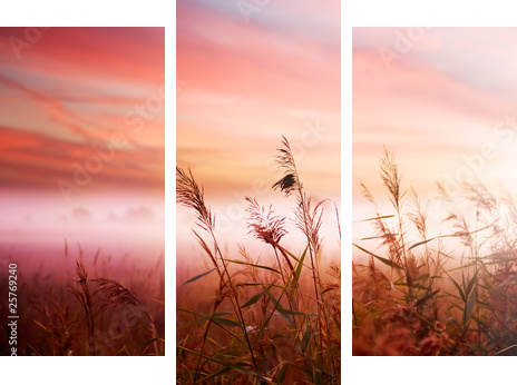 Czerwona polana osnuta mleczną mgłą - Obraz trzyczęściowy, Tryptyk