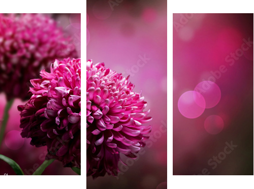 Projekt kwiat Dahlia Autumn. Z przestrzenią kopii - Obraz trzyczęściowy, Tryptyk