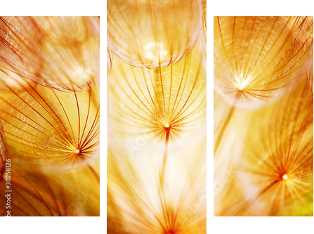 Miękki dandelion kwiat - Obraz trzyczęściowy, Tryptyk
