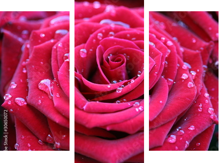 Czerwona róża z rosą - Obraz trzyczęściowy, Tryptyk
