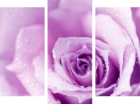 Purpurowy mokry różany tło - Obraz trzyczęściowy, Tryptyk
