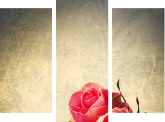 Dzikie róże - pocztówka vintage - Obraz trzyczęściowy, Tryptyk