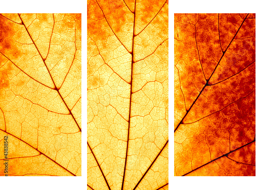 Jesienny tło - makro kolorowy liść klonowy - Obraz trzyczęściowy, Tryptyk