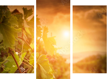 Winnica w jesiennych zbiorów - Obraz trzyczęściowy, Tryptyk
