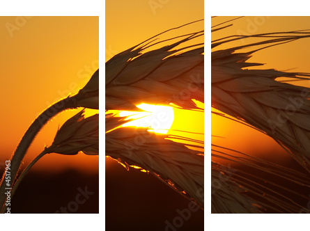Zachód słońca zza zbożowych kłosów - Obraz trzyczęściowy, Tryptyk