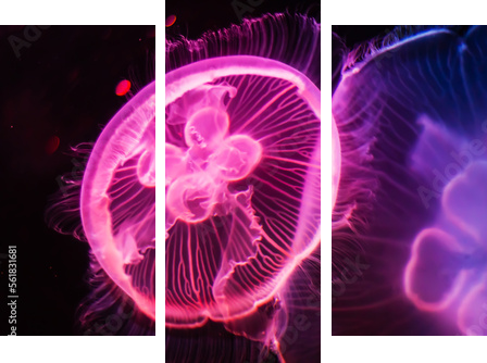 Piękne meduzy dryfujące w akwarium Sea Life Aquarium w Sydney w Australii - Obraz trzyczęściowy, Tryptyk