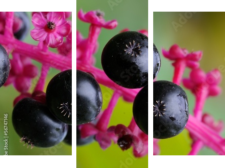 Phytolacca americana - Obraz trzyczęściowy, Tryptyk