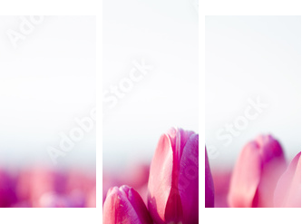piękne tulipany - Obraz trzyczęściowy, Tryptyk